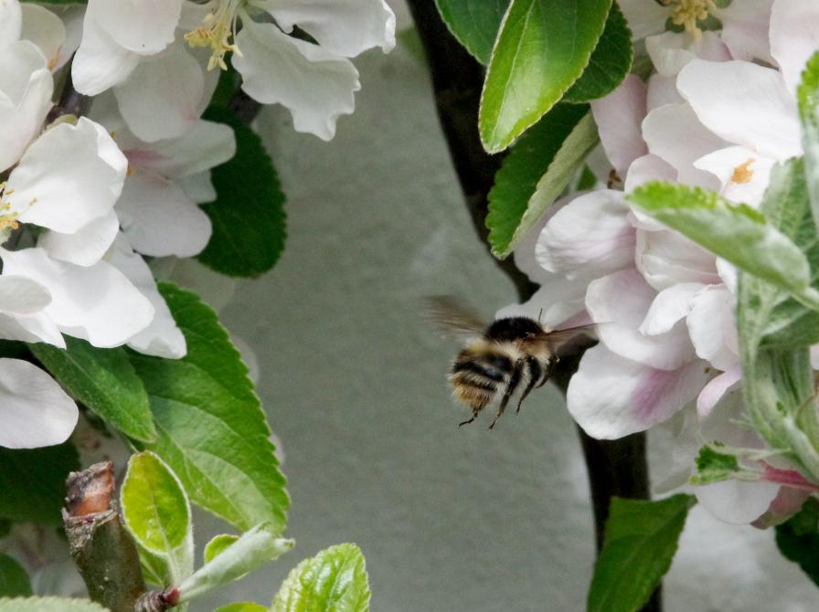 Æbleblomster og humlebi